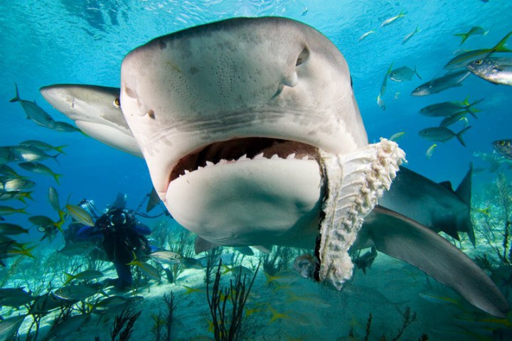 This is a shark, not a whale.  But cool picture, no?