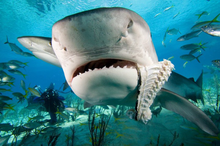 This is a shark, not a whale. But cool picture, no?