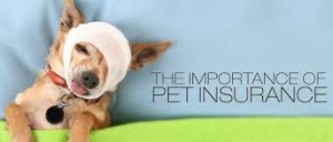 pet_insurance