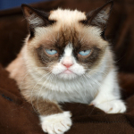 grumpy_cat_investor