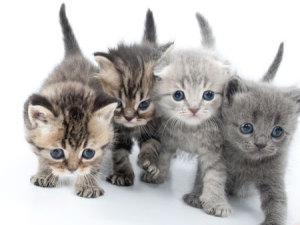 kittens_multiplying